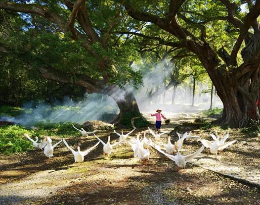 翩翩起舞 闽江师专分校黄卿铭 摄 翩翩起舞 闽江师专分校黄卿铭 摄